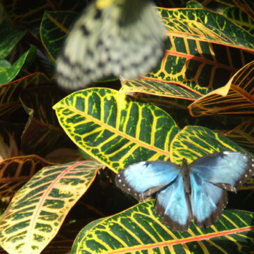 Finding Inspiration for your Writing